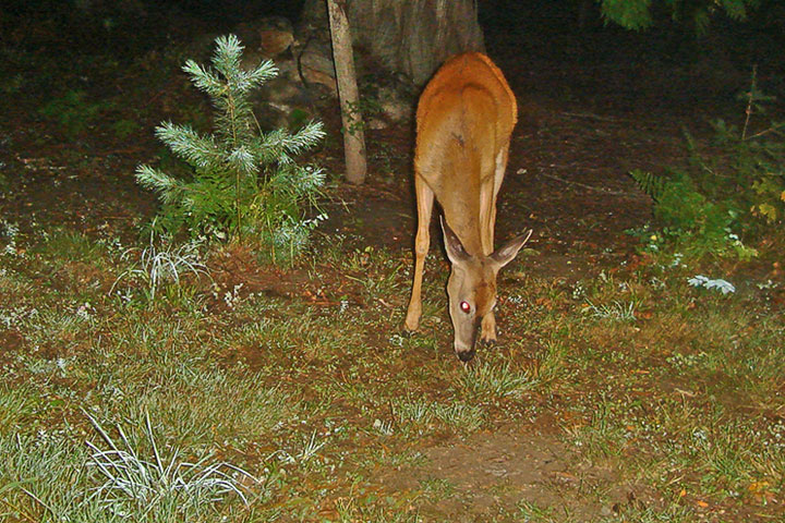 Sylvanshine on pine and deer
