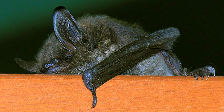 little brown bat