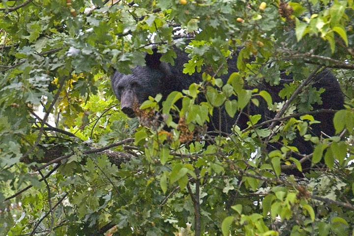 black bear in oak tree