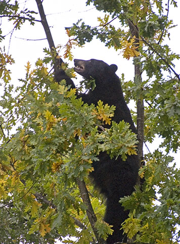 black bear high in oak tree