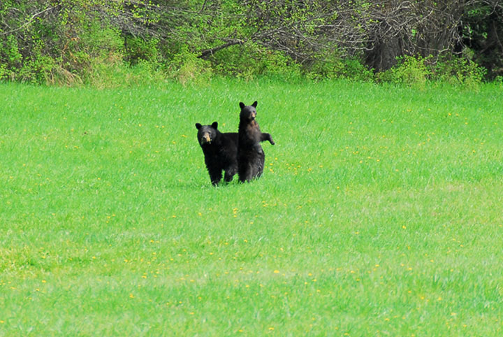 black bear, mother and cub