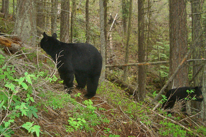 black bear in high country