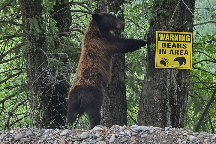 black bear sign