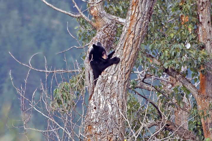 cub climbing tree