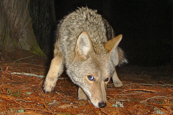 coyote rooting
