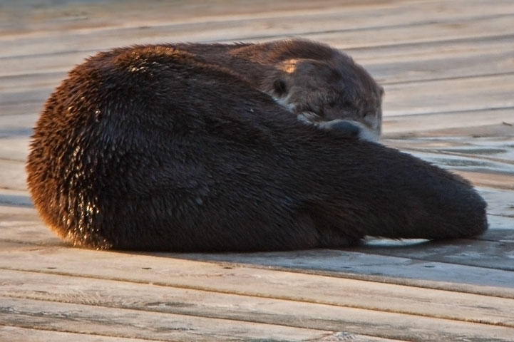 otter dive