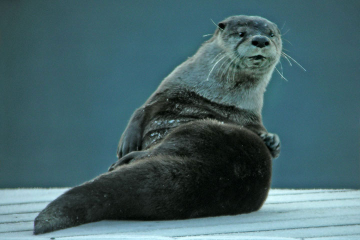 otter