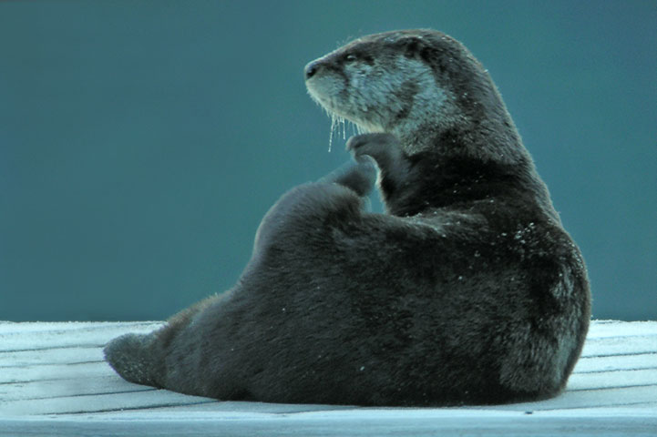 otter pair