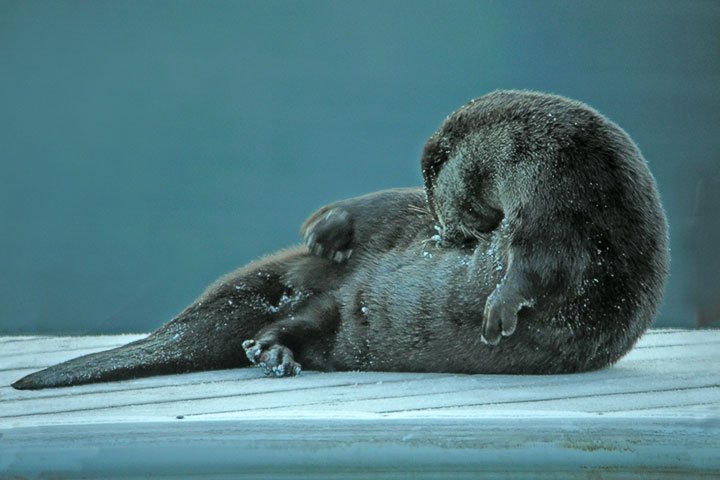 otter dive