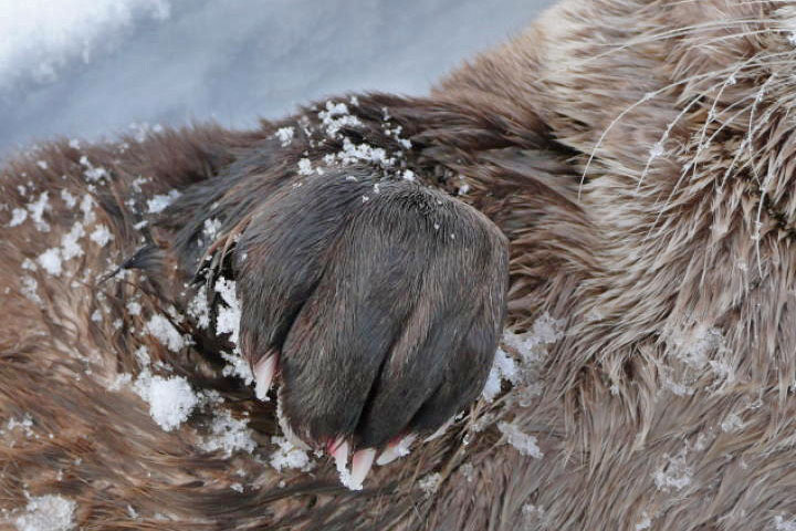 otter forepaw