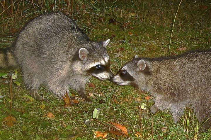 raccoons nuzzling