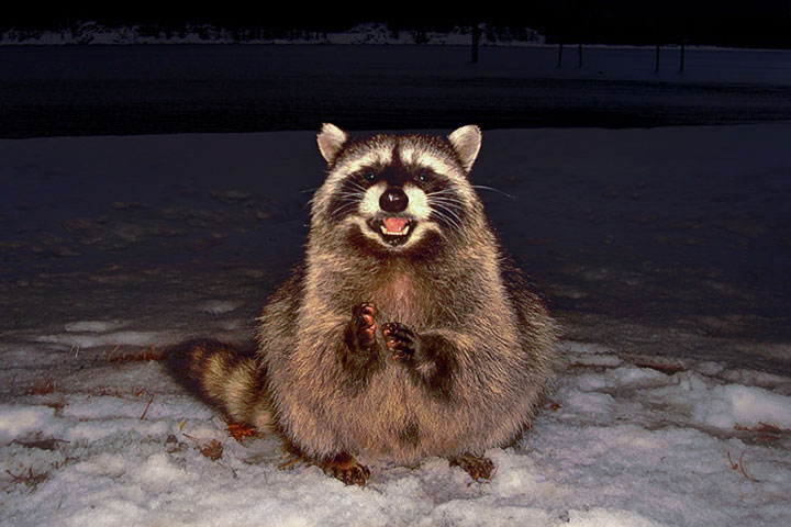 Raccoon