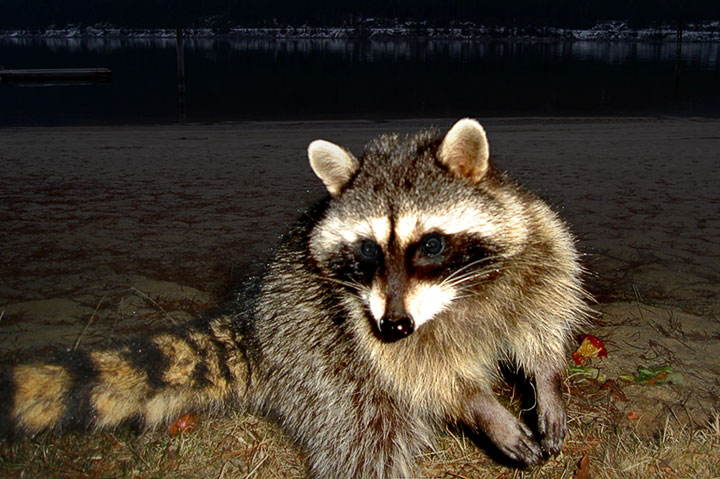 raccoon portrait