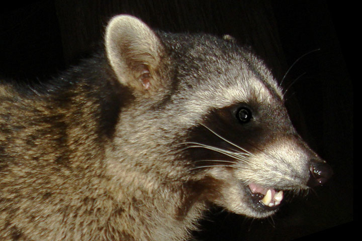 raccoon tooth