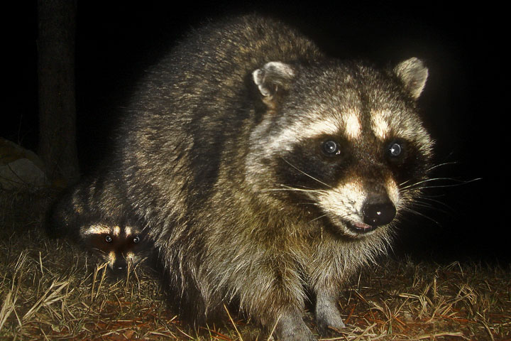 raccoons posing