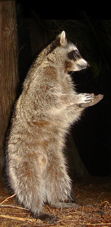 raccoon standing