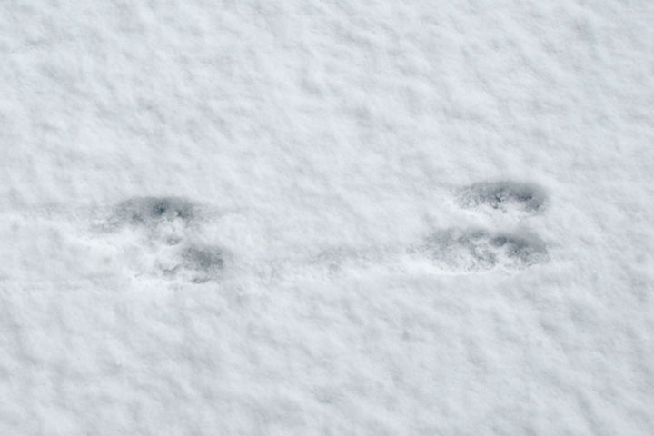 raccoon tracks