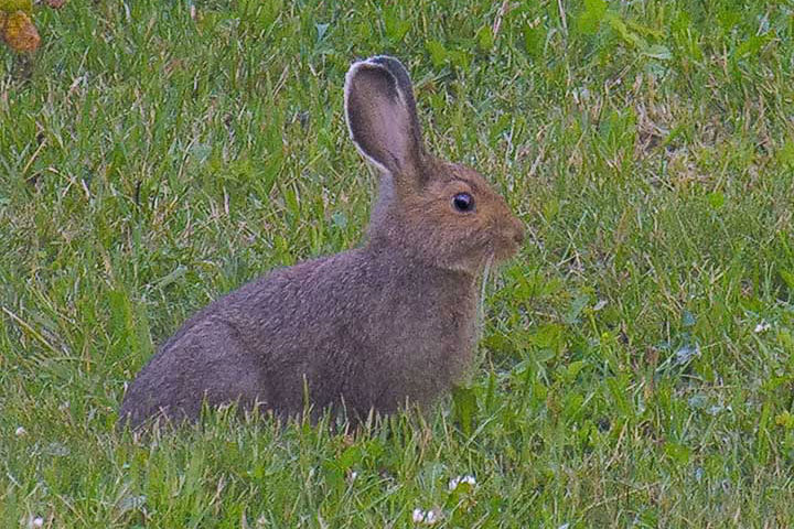 snowshoe hare