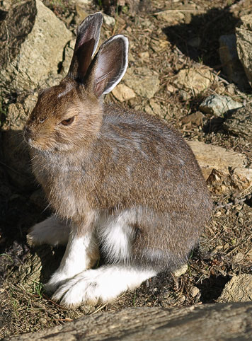 snowshoe hare feet