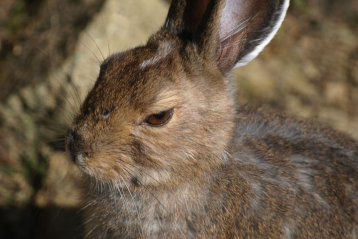 snowshoe hare