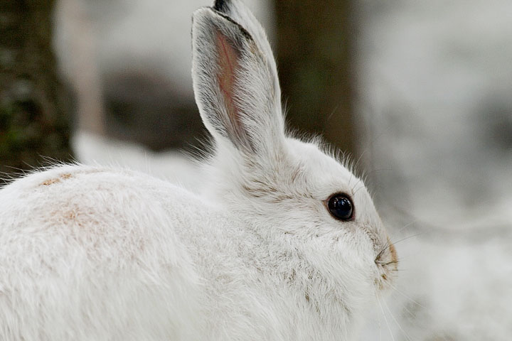 snowshoe hare