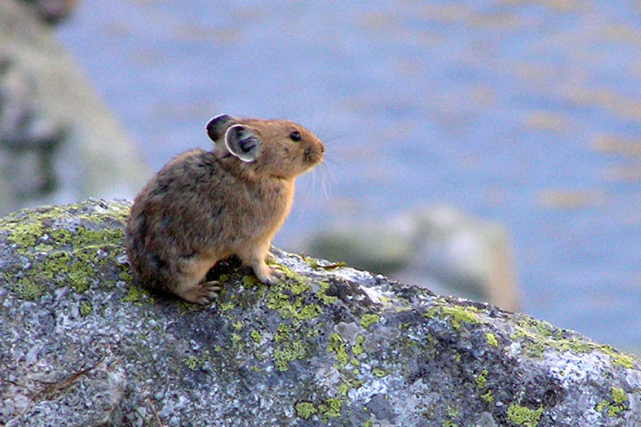 pika