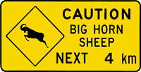 bighorn sheep sign