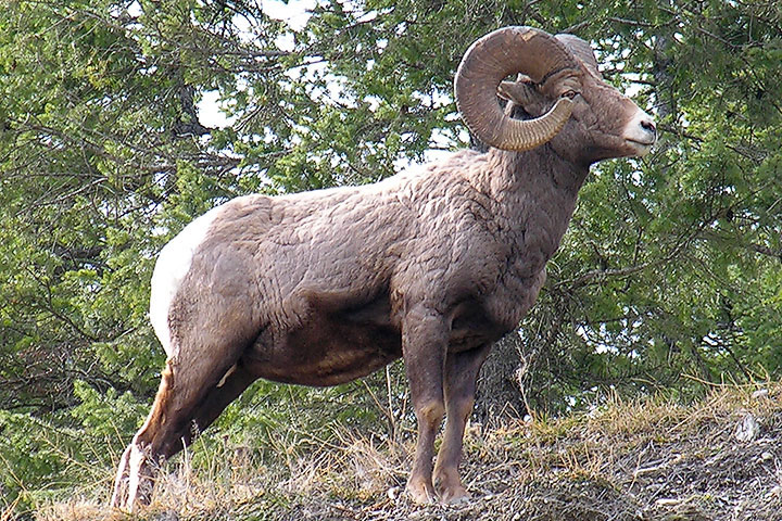 Bighorn Sheep, ram