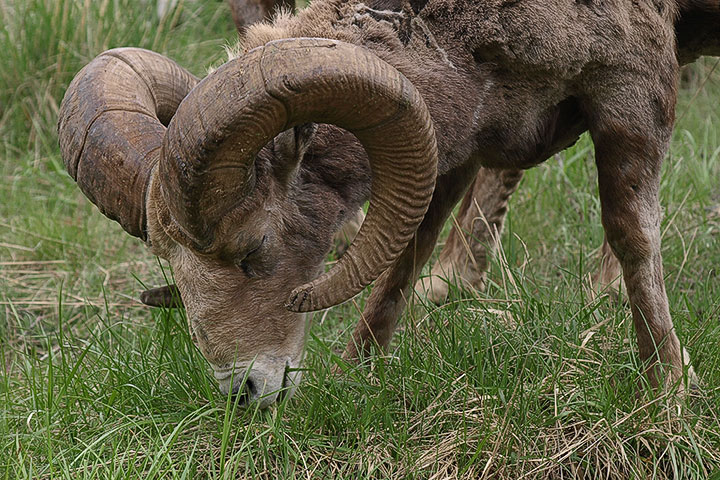 ram feeding
