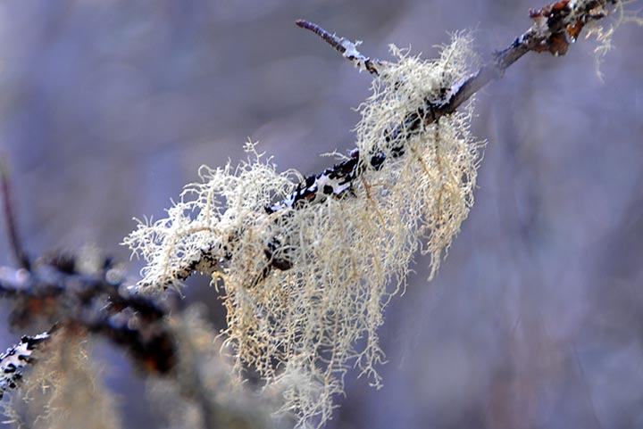 arboreal lichen