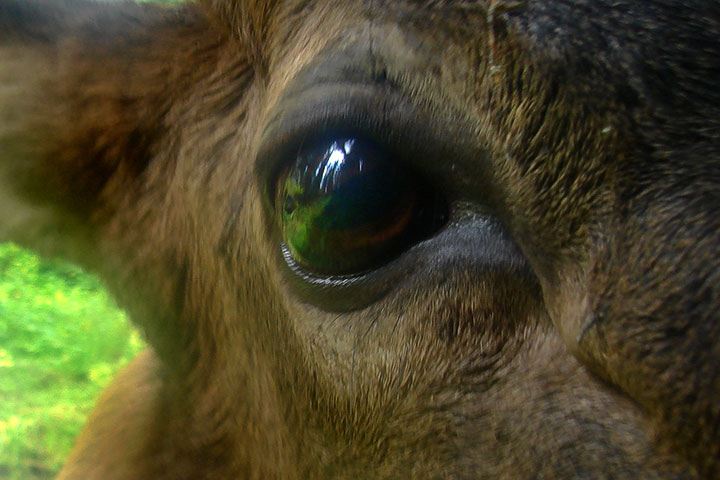 elk eye