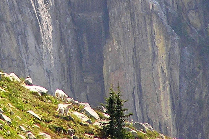 mountain goats