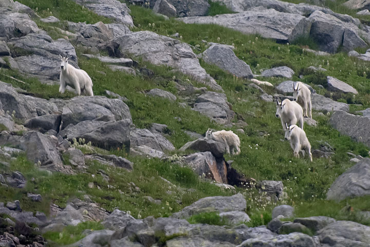 mountain goats