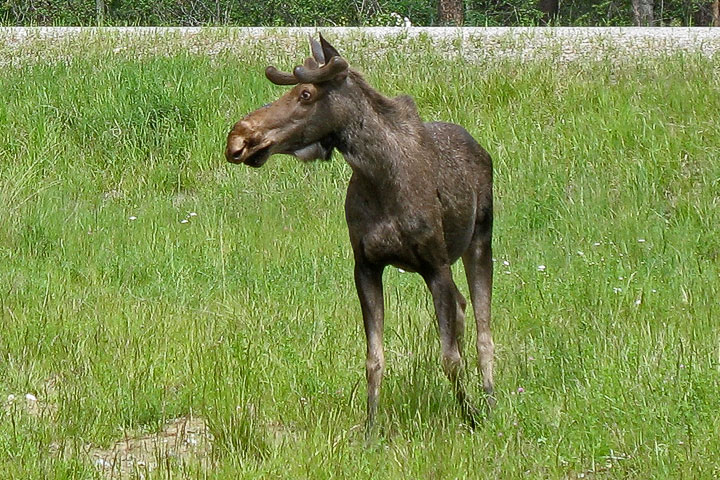 moose