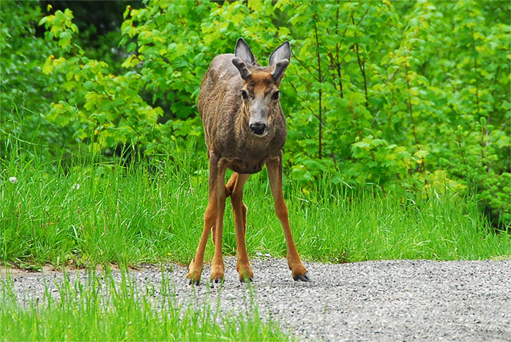 mule deer