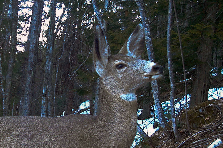 mule deer profile