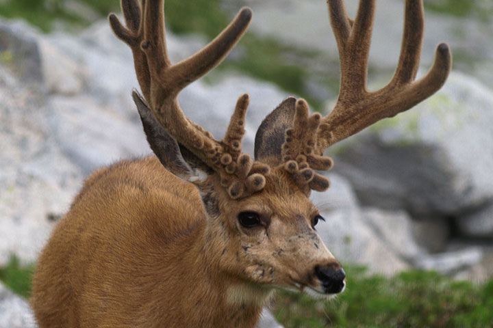 mule deer antlers