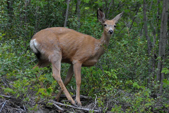 mule deer doe