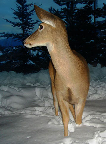 deer in snow