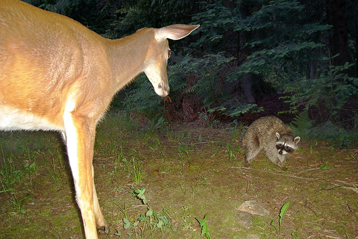 deer and raccoon