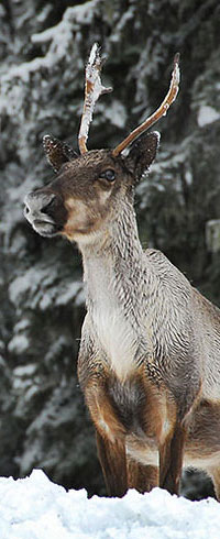 mountain caribou