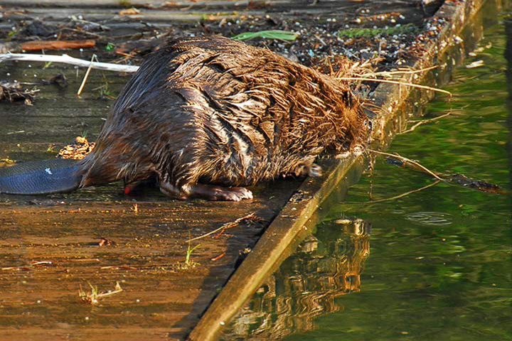beaver reflection