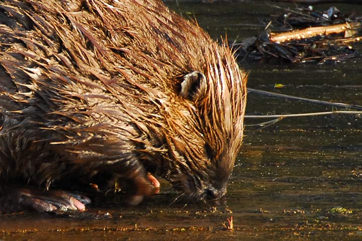 beaver smelling