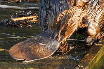 beaver tail