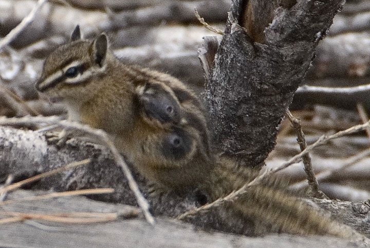 chipmunk