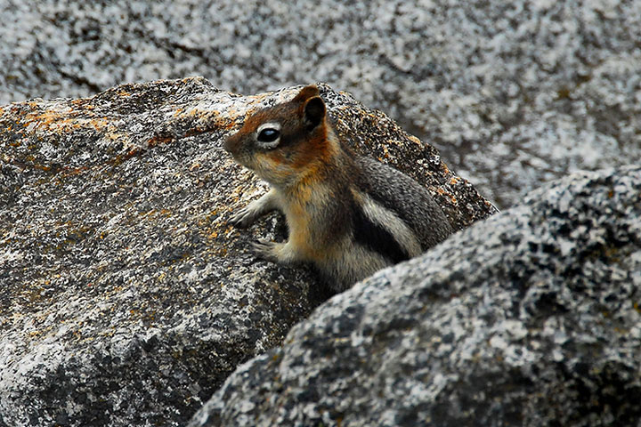 golden-mantled ground squirrel among rocks