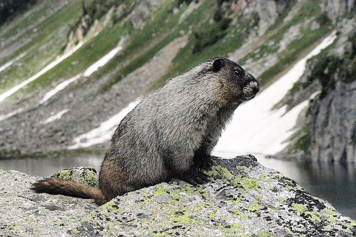 marmot