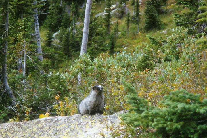 marmot