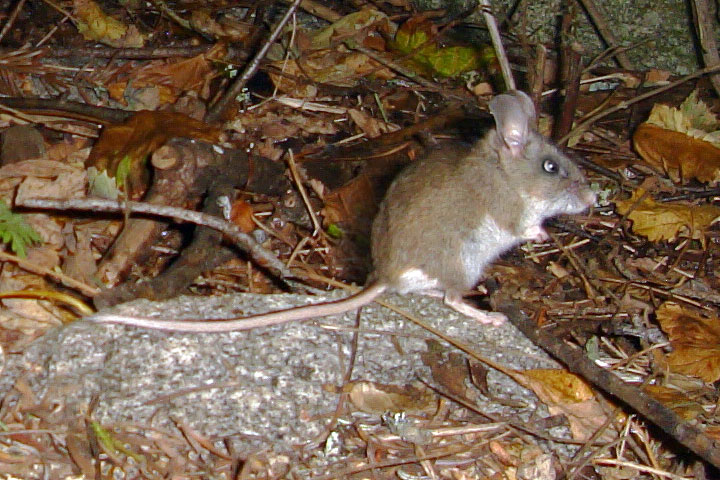 deer mouse