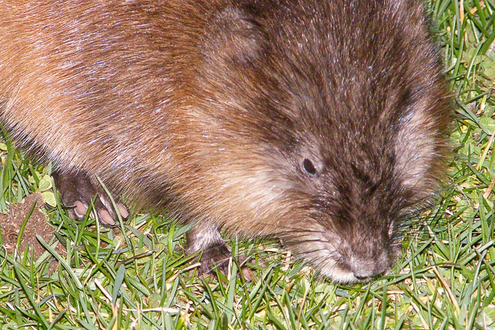 muskrat